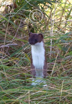 Stoat DM1446